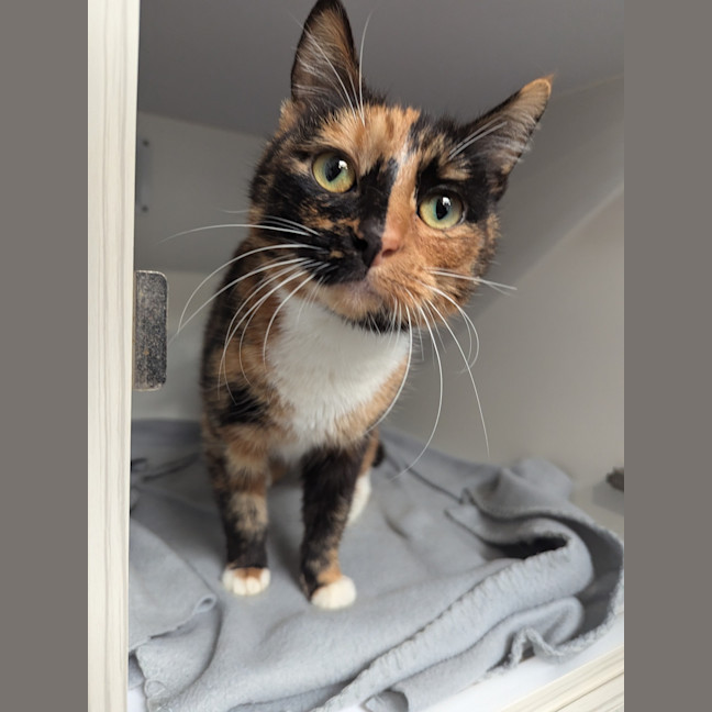 Photo of Minty