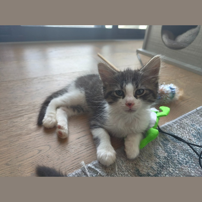 Photo of Cadbury