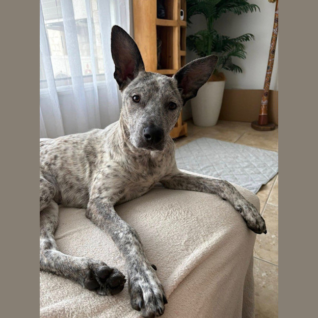 Photo of Trixie *$250 Adoption Fee*