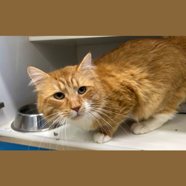 Photo of Garfield