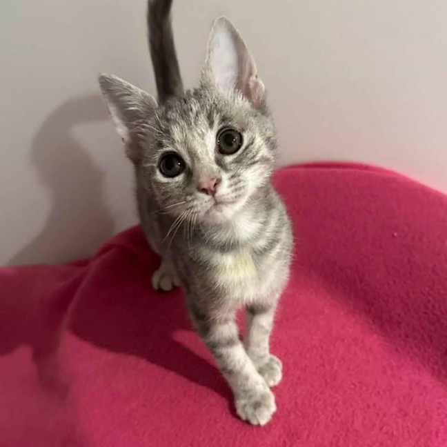 Photo of 12946   Rebel