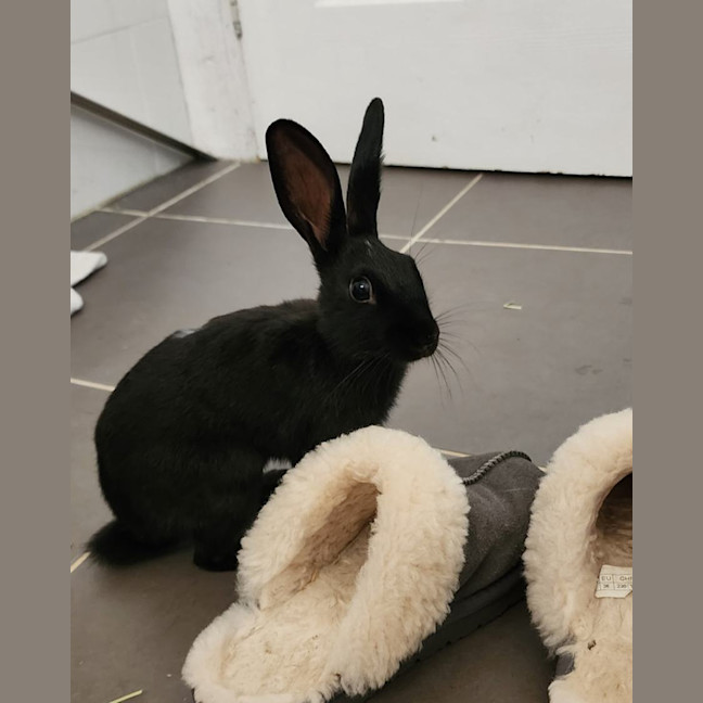 Photo of Cici *On Trial*