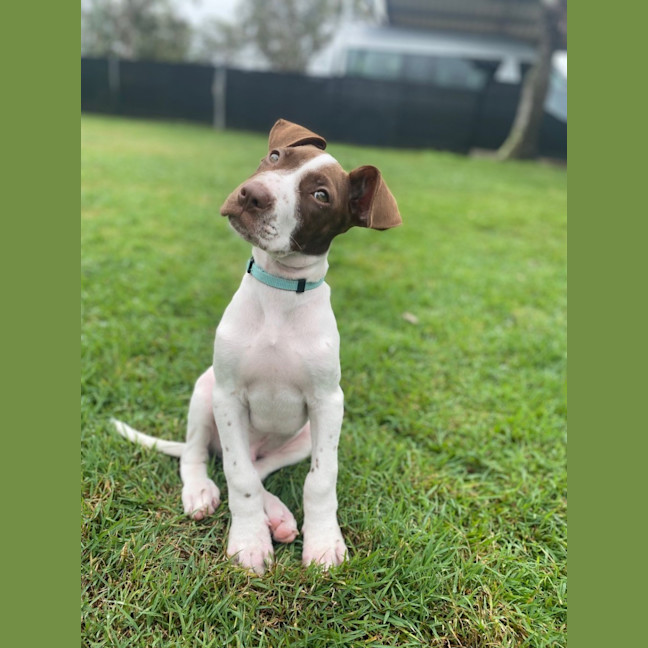 Photo of Wyatt