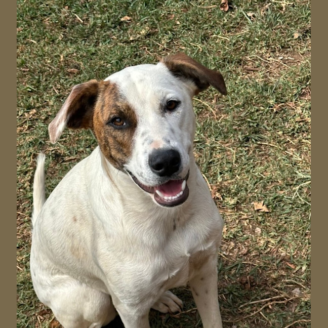 Photo of Thunder *$350 Adoption Fee* 