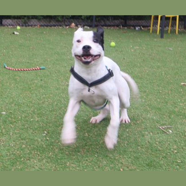 Photo of Daisy