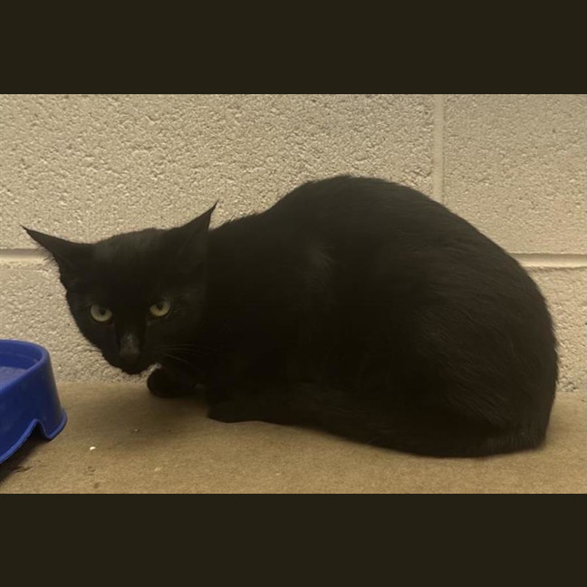 Photo of Shadow Blob