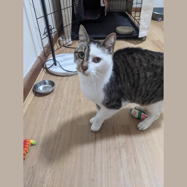 Photo of Ziggy Stardust ⚡️