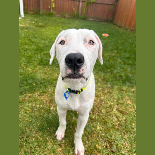 Photo of Chevy