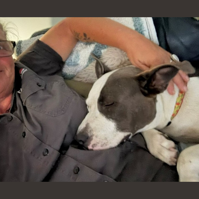 Photo of Sasha   4 Year Old American Staffy