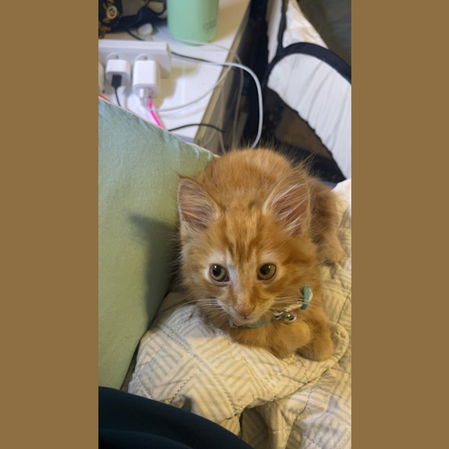 Photo of Mufasa   Located In Pakenham