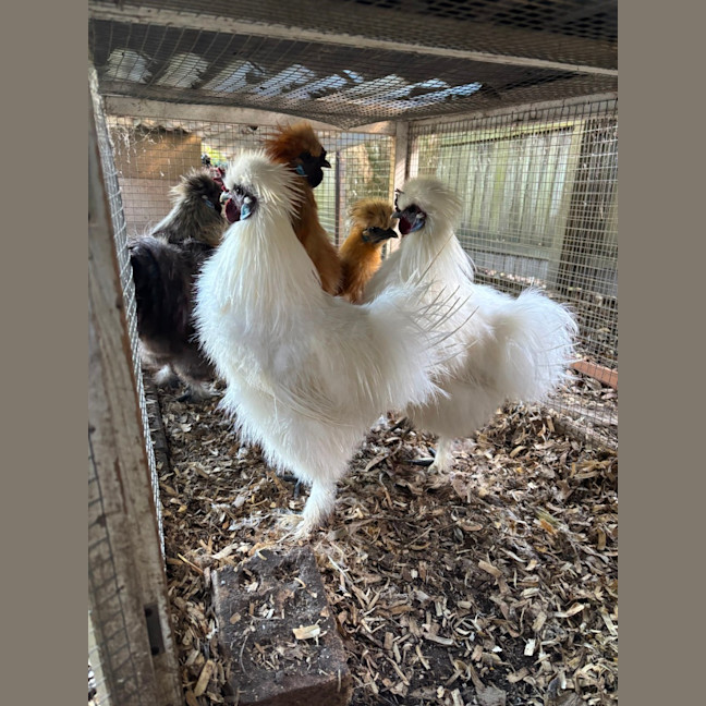 Photo of 5 Silkie Roosters 