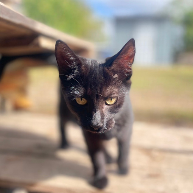 Photo of Bianca