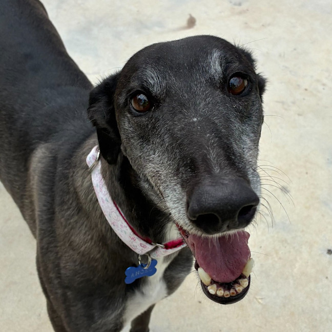 Photo of Angel The Greyhound