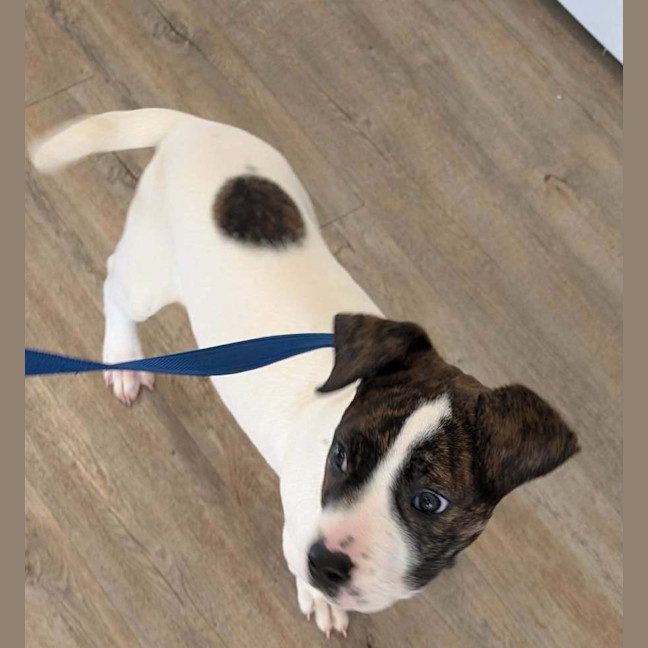 Photo of Buster