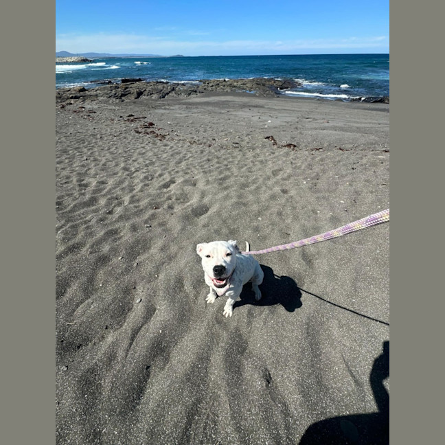 Photo of Piglet Imp 2393