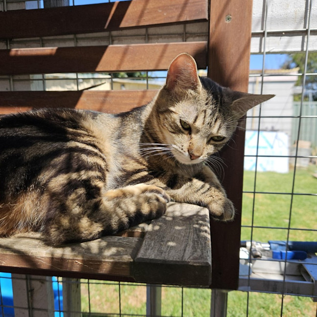 Photo of Debbie **2nd Chance Cat Rescue**