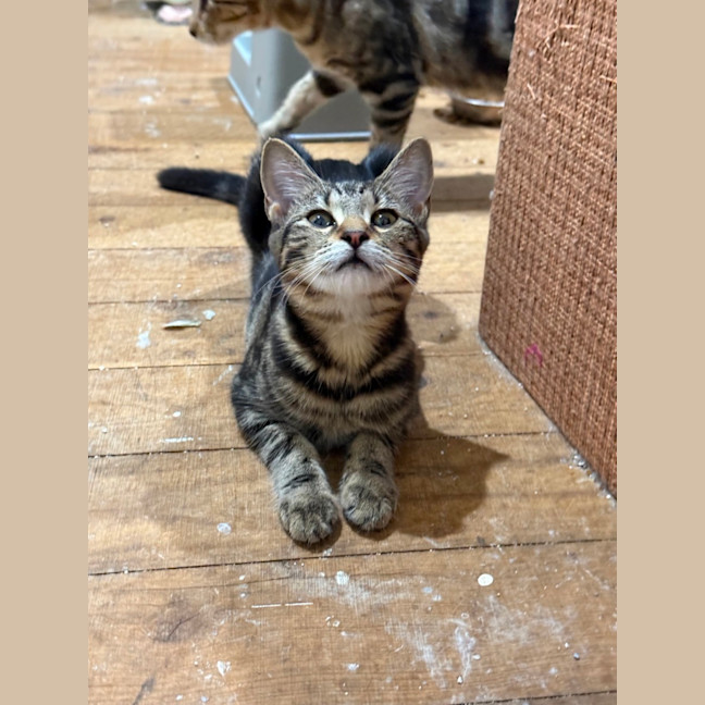 Photo of Olive