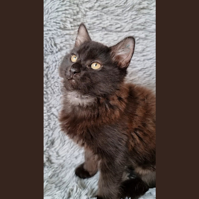 Photo of Athena