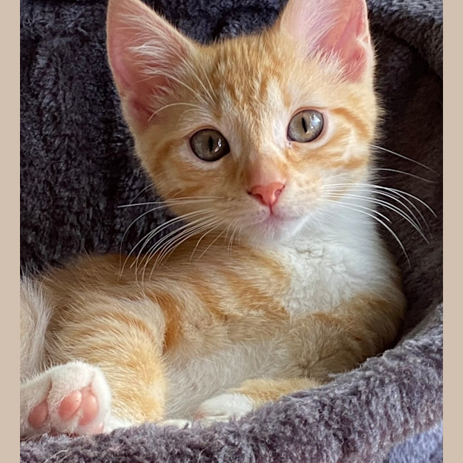 Photo of Oscar