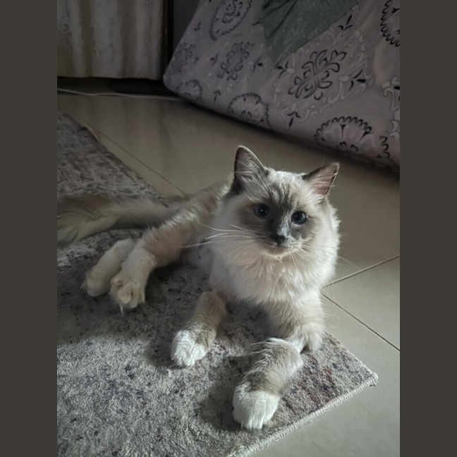 Photo of Valentino