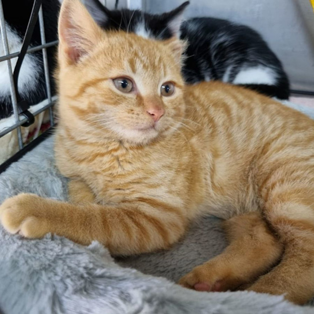 Photo of Bean