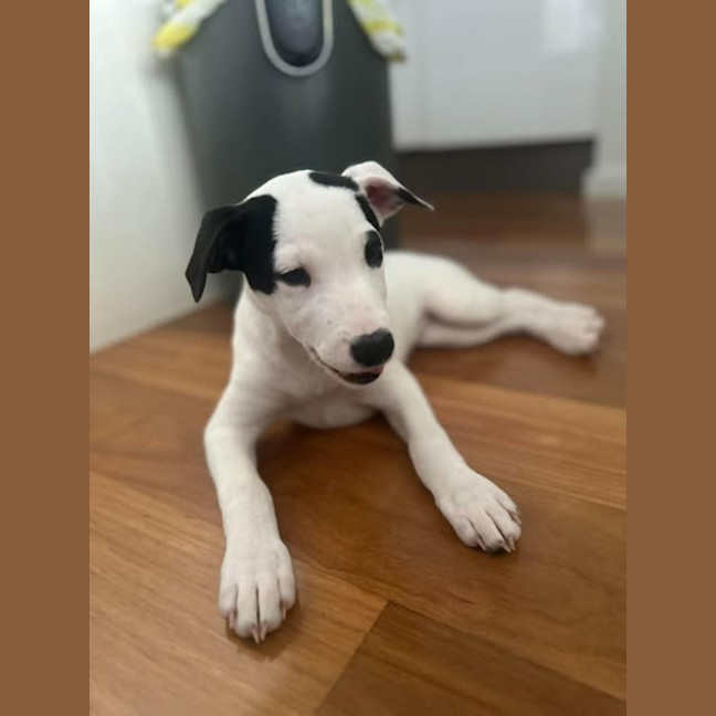 Photo of Mochi