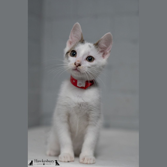 Photo of Scooby