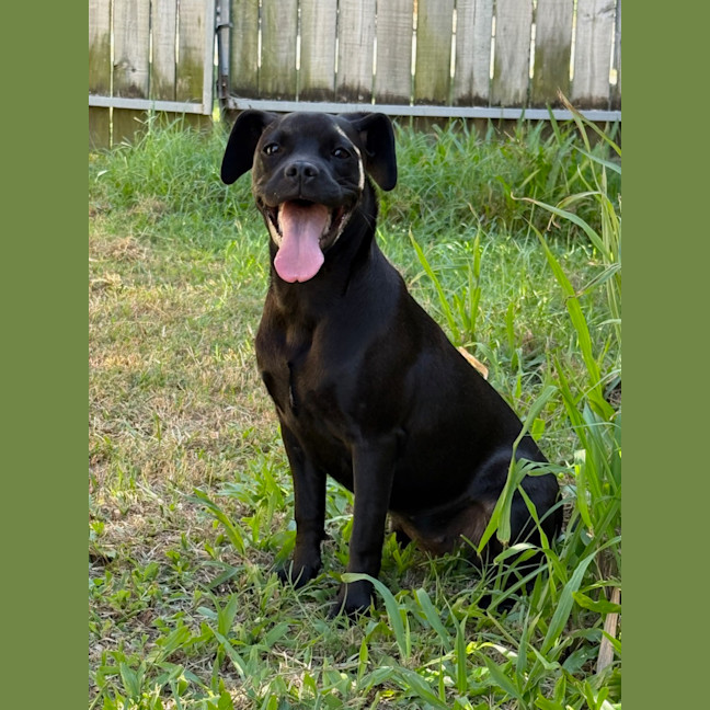 Photo of Pepper