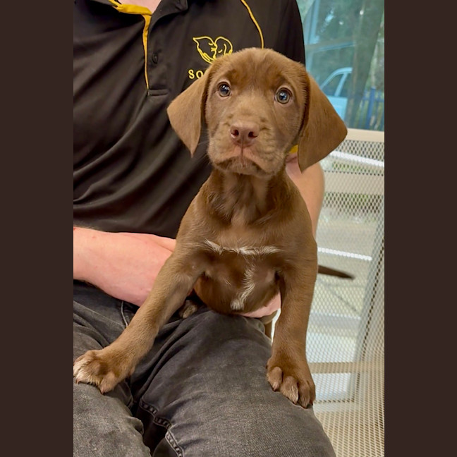 Photo of Goldie
