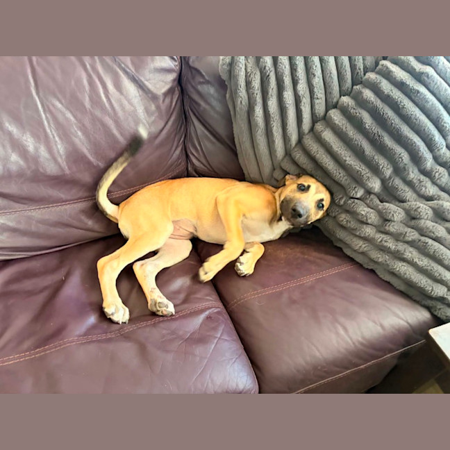Photo of Brandy