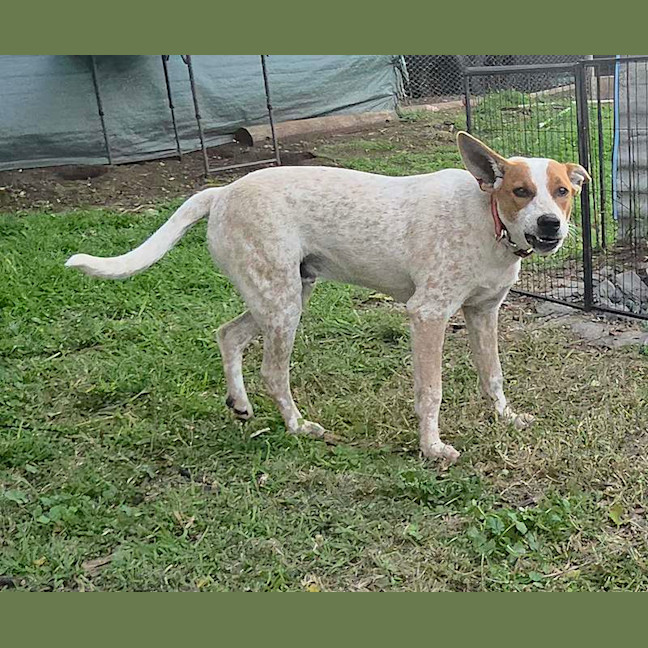 Photo of Bandit