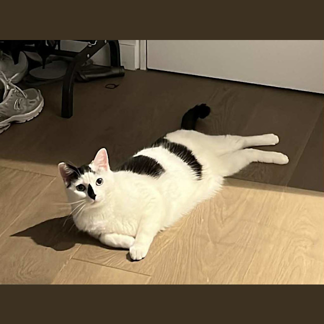 Photo of Moo Moo