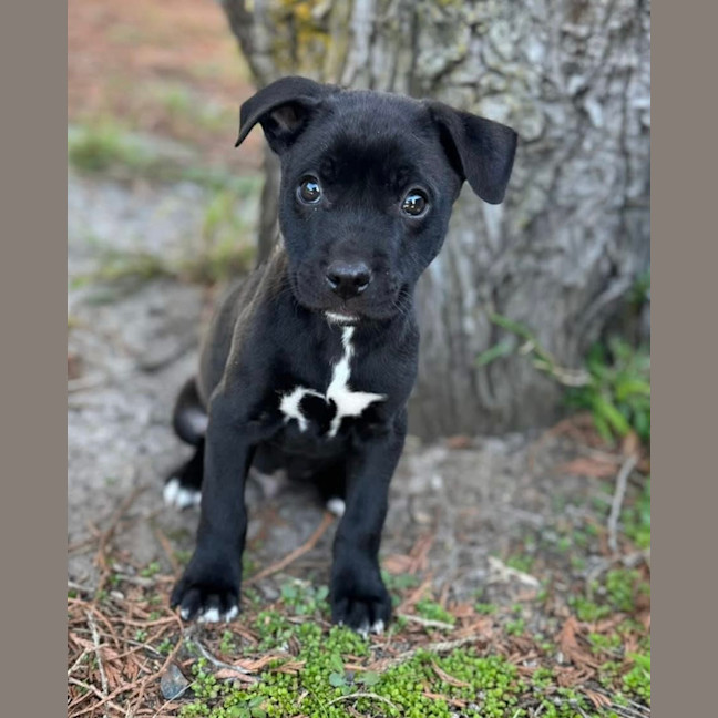 Photo of Huckleberry 