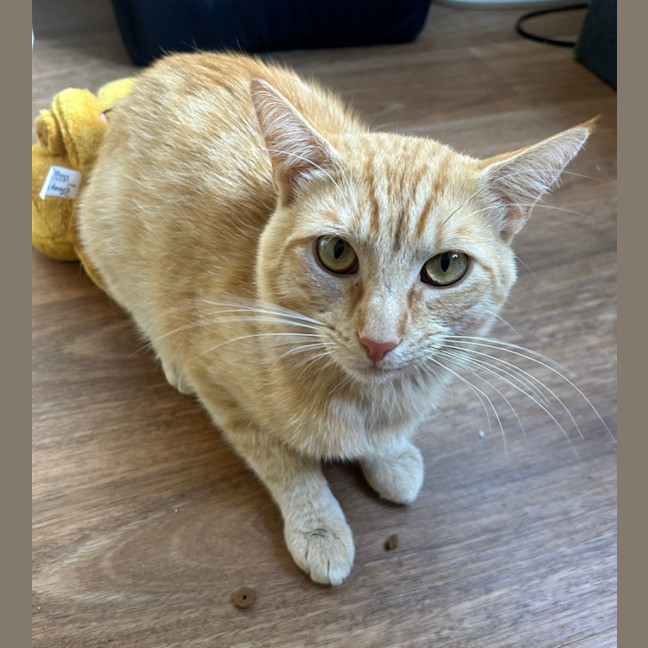 Photo of Charlie 🧡