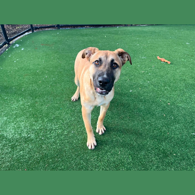 Photo of Leo Imp 1552