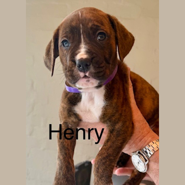 Photo of Henry