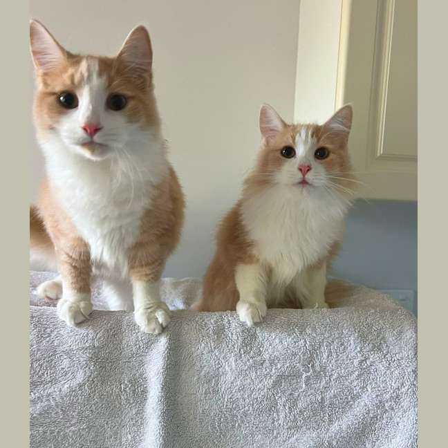 Photo of Tommy & Jerry