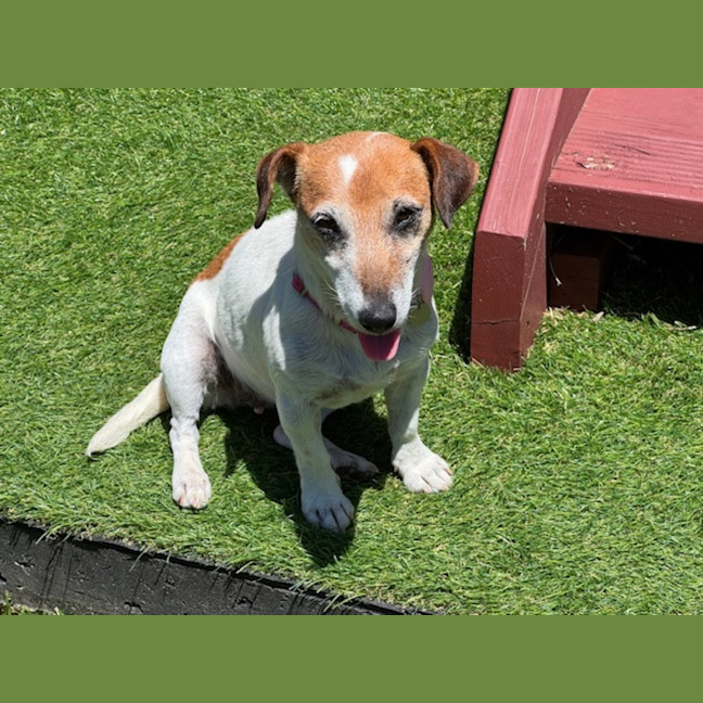 Photo of Dot (& Dash)