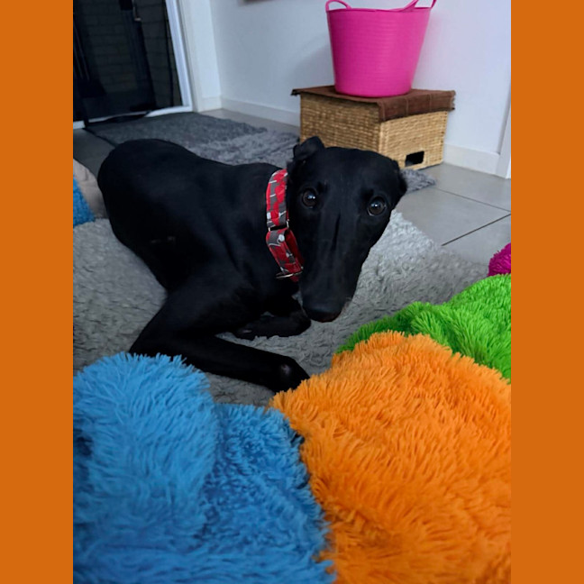 Photo of Muffin, The Small Greyhound