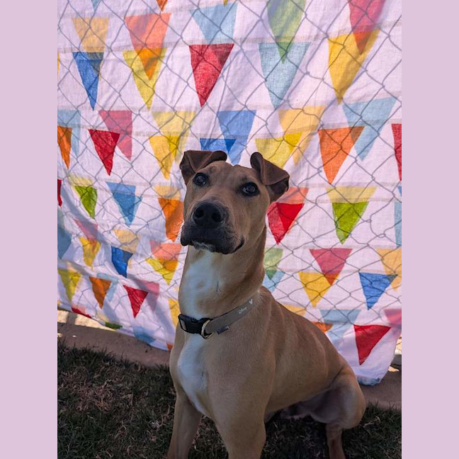 Photo of Milo