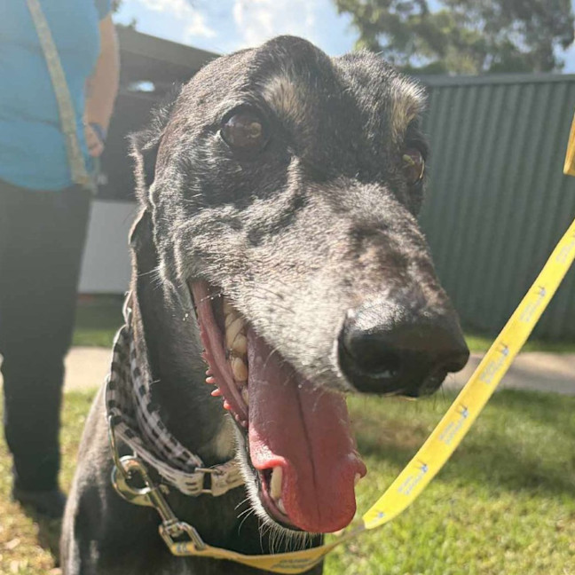 Photo of Senior Constable Beardmore The Greyhound