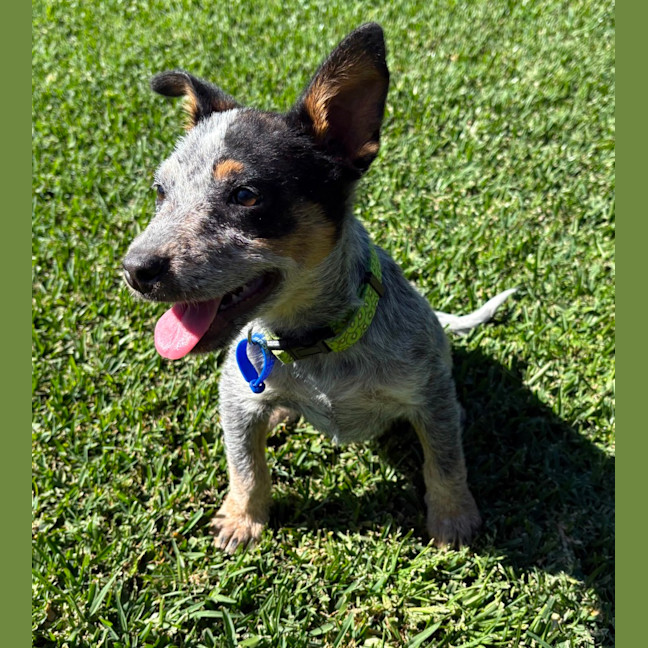 Photo of Dixie   13 Week Old Cattle Dog
