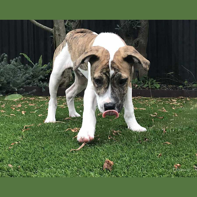 Photo of Stitch   3 Month Old Ridgeback X