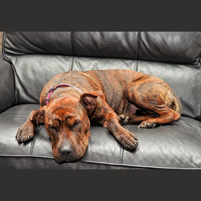 Photo of Coco Chanel