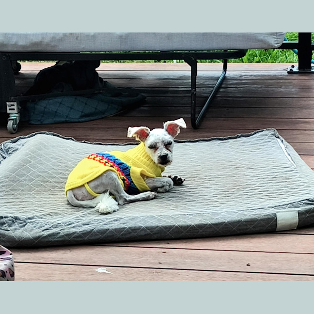 Photo of Doohickey
