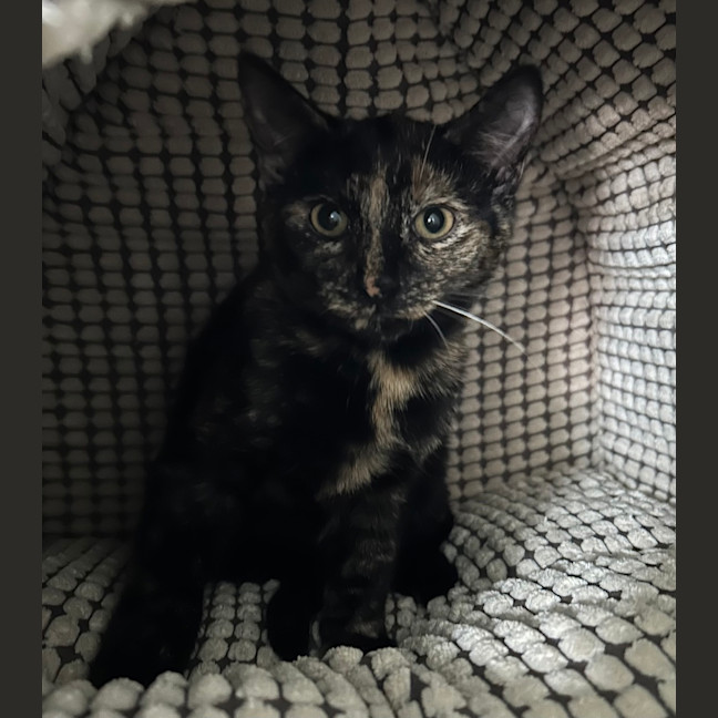 Photo of Smoke