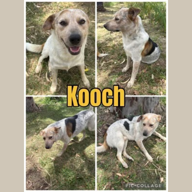 Photo of Kooch