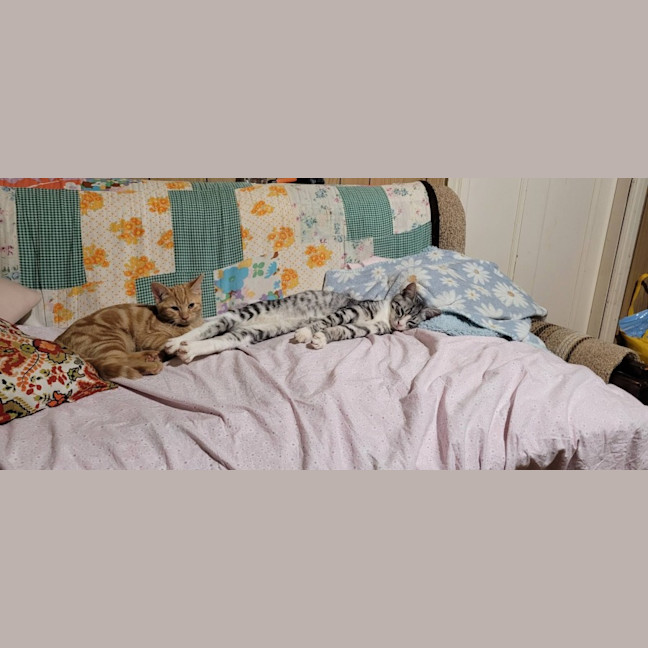 Photo of Lord Meowington