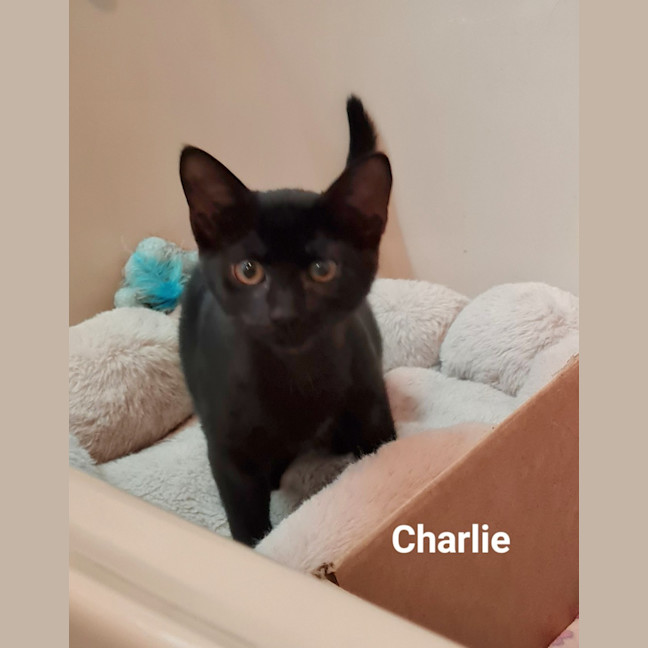 Photo of Charlie 