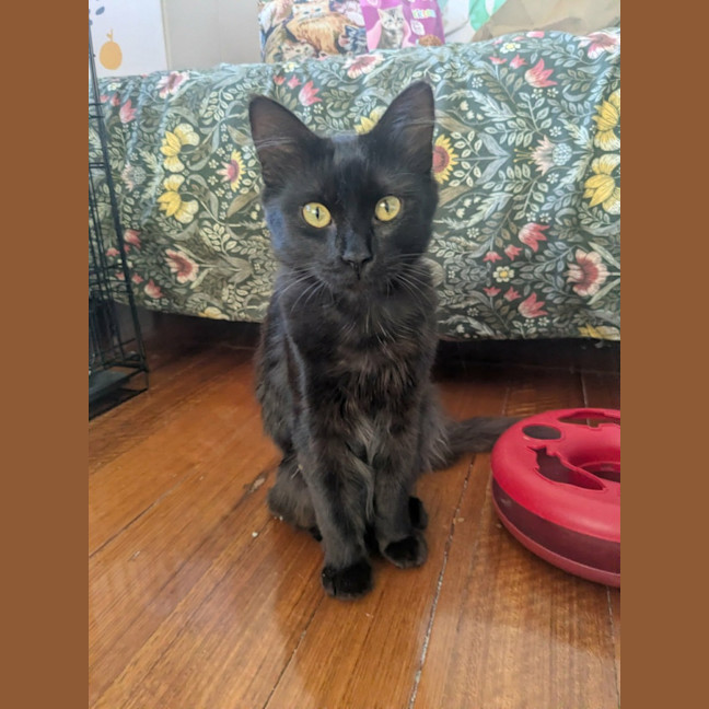 Photo of Percy *9 Lives Project Rescue*